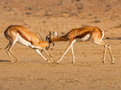 Vechtende springbokken tijdens safari in Namibië