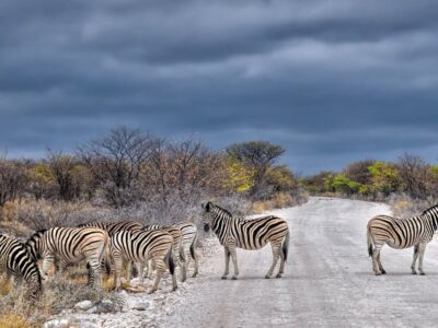 Zebra's blokkeren de weg tijdens safari in Namibië