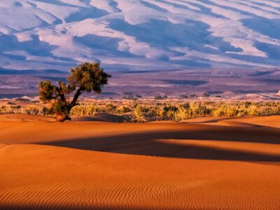 Op safari in Namibië: woestijn